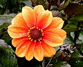 Dahlia 'Catherine-Deneuve'