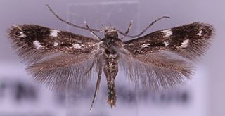 <i>Elachista trapeziella</i> Species of moth