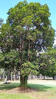 <i>Elaeocarpus bancroftii</i> tree in the family Elaeocarpaceae endemic to Queensland