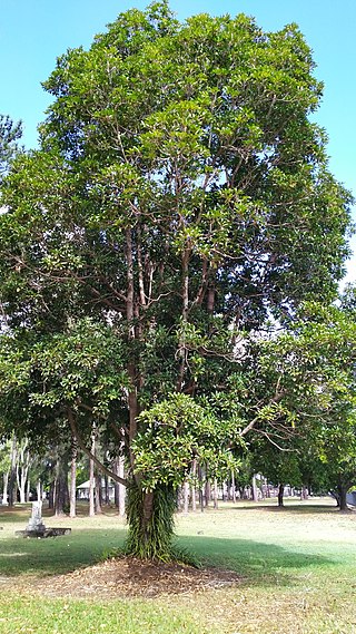 <i>Elaeocarpus bancroftii</i> Species tree in the family Elaeocarpaceae endemic to Queensland, Australia