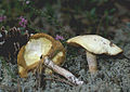 Klouzek bílý Suillus placidus