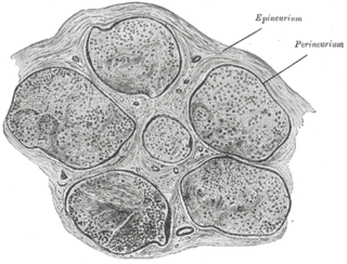 <span class="mw-page-title-main">Endoneurium</span> Connective tissue layer around myelinated nerve fibers in peripheral nervous system