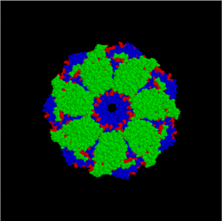 <span class="mw-page-title-main">Chaperone (protein)</span> Proteins assisting in protein folding