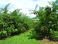 Juoduogių šeivamedžių plantacija rytų Štirijoje (Austrija)