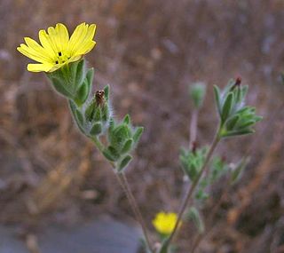 <i>Lagophylla</i> Genus of flowering plants