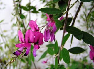 <i>Lespedeza</i> Genus of flowering plants in the legume family Fabaceae