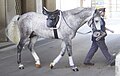 This young Lipizzan will eventually become completely white. The horse at least four years old, but probably less than 10 years old.