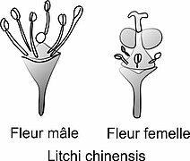 Fleur mâle et femelle (ovaire à 2 carpelles)