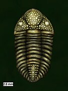 Drawing of the Silurian encrinurid trilobite Mackenziurus lauriae Gass, Edgecombe, Ramskold, Mikulic, and Watkins, 1992.