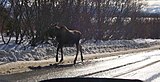 (10–11 months) This yearling probably recently chased away by its mother.