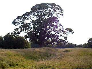 <span class="mw-page-title-main">Meaux Abbey</span> Former Cistercian abbey in the East Riding of Yorkshire, England