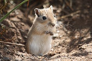 <span class="mw-page-title-main">Mongolian gerbil</span> Species of mammal