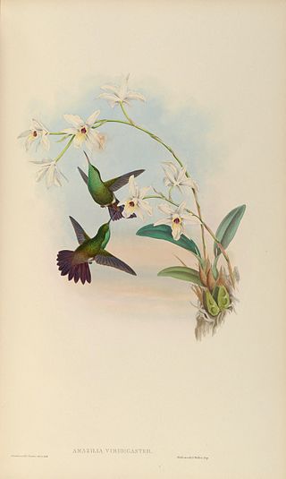 <span class="mw-page-title-main">Green-bellied hummingbird</span>