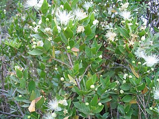 <span class="mw-page-title-main">Myrtaceae</span> Myrtle family of plants