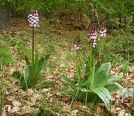 Associatie van hazelaar en purperorchis