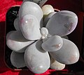 Pachyphytum oviferum