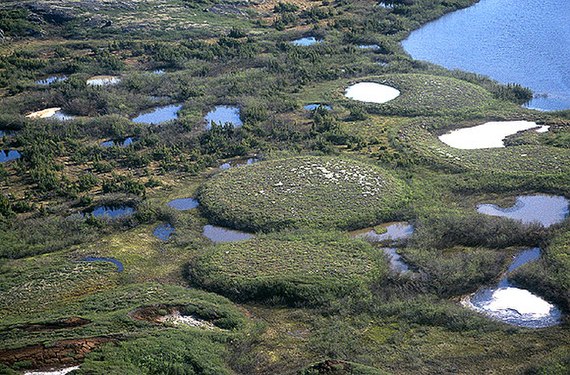 Grupo de palsoj, kiel vidite de supre, formita per la kresko de glaciaj lensoj.