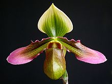 Paphiopedilum hookerii Paphiopedilum hookerii.jpg