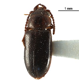 <span class="mw-page-title-main">Boganiidae</span> Family of beetles