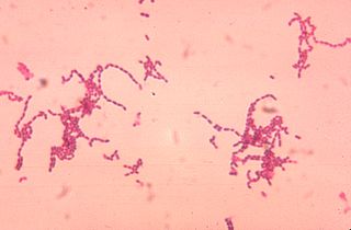 <i>Peptostreptococcus</i> Genus of bacteria