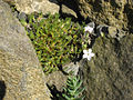 Phlox pulvinata