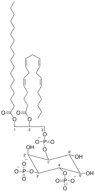 <span class="mw-page-title-main">Phosphatidylinositol 3,4-bisphosphate</span>