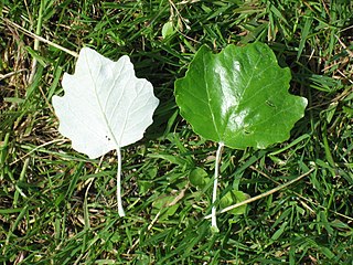 <i>Populus <span style="font-style:normal;">sect.</span> Populus</i> Section of plants