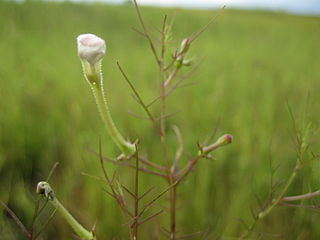 <i>Rhamphicarpa fistulosa</i> Species of plant