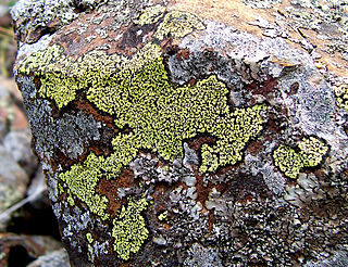 <i>Rhizocarpon</i> Genus of lichens in the family Rhizocarpaceae