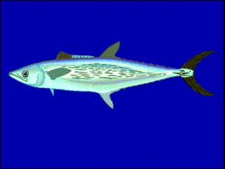 <span class="mw-page-title-main">Streaked Spanish mackerel</span> Species of fish