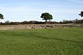 Segontium romersk fort.