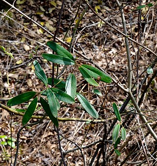 <i>Smilax laurifolia</i> Species of flowering plant