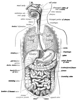 Human digestive system combination of anatomical organs that are responsible for digestive function