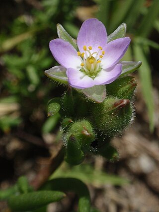 <i>Spergularia macrotheca</i> Species of flowering plant in the pink family Caryophyllaceae