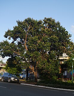 <i>Syzygium forte</i> Species of plant in the family Myrtaceae