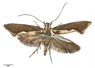 <i>Tinea belonota</i> Species of moth