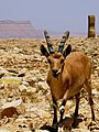 Nubian Ibex in Ramon Crater