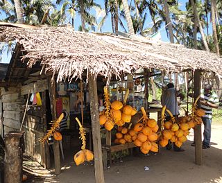 <span class="mw-page-title-main">King coconut</span> Variety of coconut