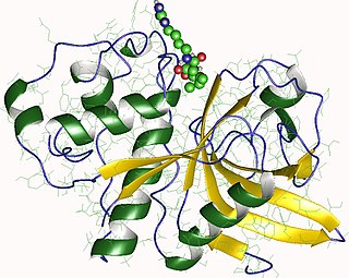 <span class="mw-page-title-main">Actinidain</span> Class of enzymes