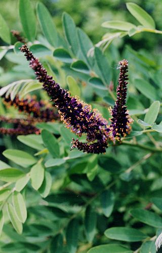 <i>Amorpha</i> Genus of legumes