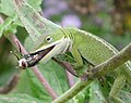 Image 12 Carolina Anole Photo credit: Pollinator The Carolina Anole is a lizard found primarily in the south eastern parts of the United States. It has color-changing abilities, although it is not a chameleon. This lizard can reach a total length of about 22 cm. The male has a pink or red dewlap that extends from his chin. Green Anoles can have a green or a brown body colour, which depends on mood and climate. More selected pictures