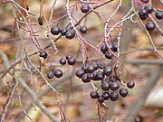 Apfelbeere (Aronia)