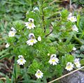 Eygnagras (Euphrasia officinalis)