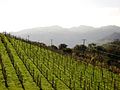 Vignoble en parreiral dans la Vale dos Vinhedos, à Bento Gonçalves (juillet 2007)