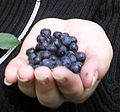 Bilberry (Euro. blueberry) Vaccinium myrtillus mosebølle / blåbær Blåbær