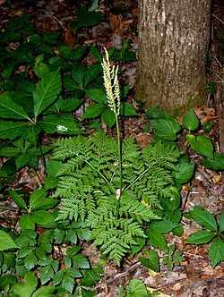 Botrychium virginianum