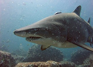 <i>Carcharias</i> Genus of sharks