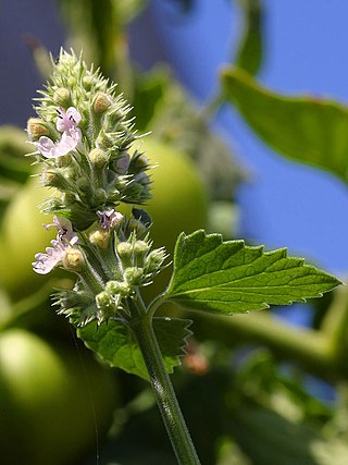 <i>Nepeta</i> Genus of flowering plants, known for effect on cats (catnip) in the mint family (Lamiaceae)