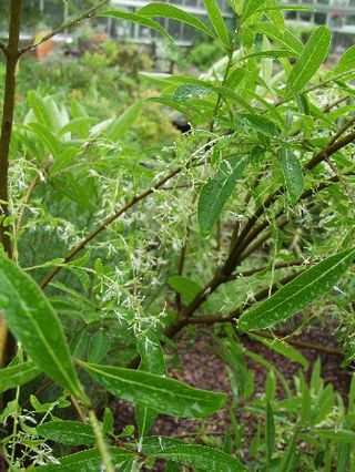 <i>Chionanthus</i> Genus of trees