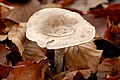 Clitocybe subspadicea